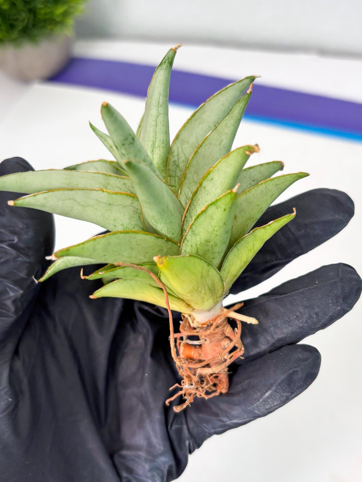 Sansevieria Silver Queen (Ha1) (7) | Imported hybrids