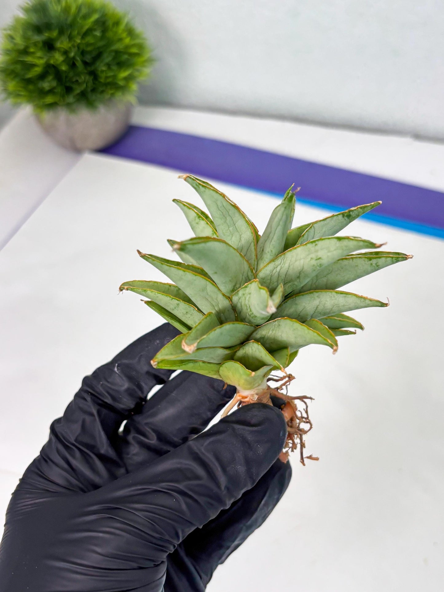 Sansevieria Silver Queen (Ha1) (7) | Imported hybrids