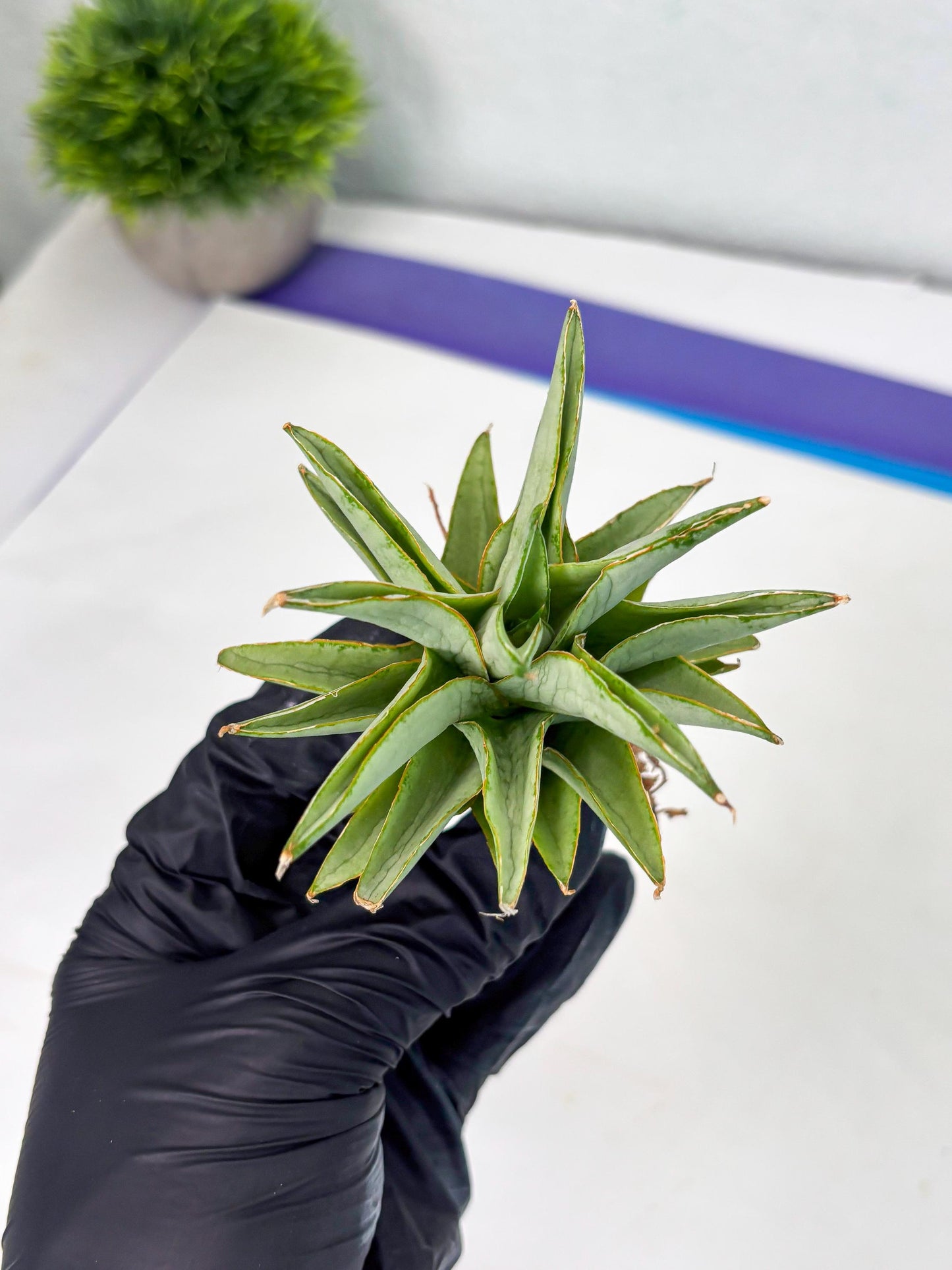 Sansevieria Silver Queen (Ha1) (7) | Imported hybrids