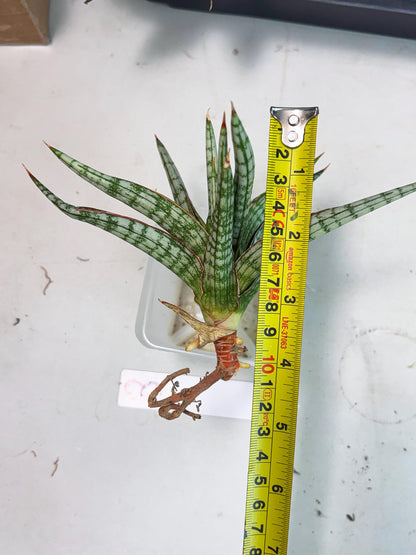 Sansevieria Mandalika (Ha1) (8) | Imported hybrids
