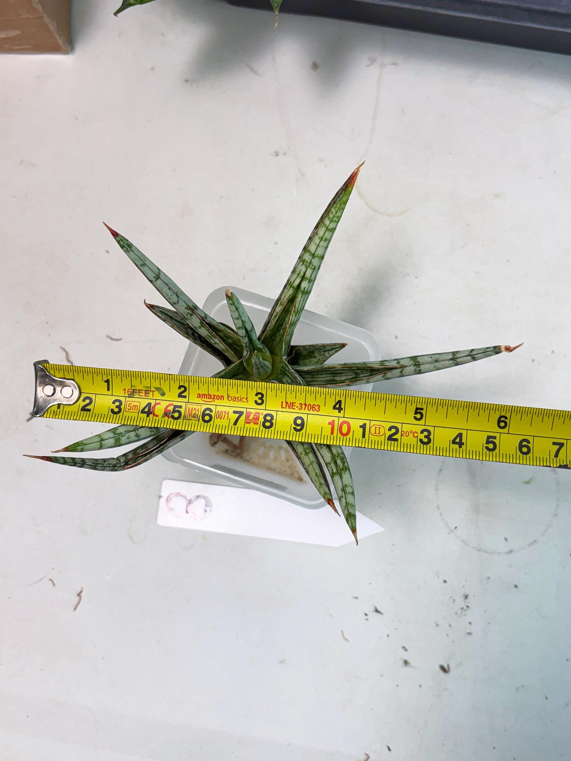 Sansevieria Mandalika (Ha1) (8) | Imported hybrids