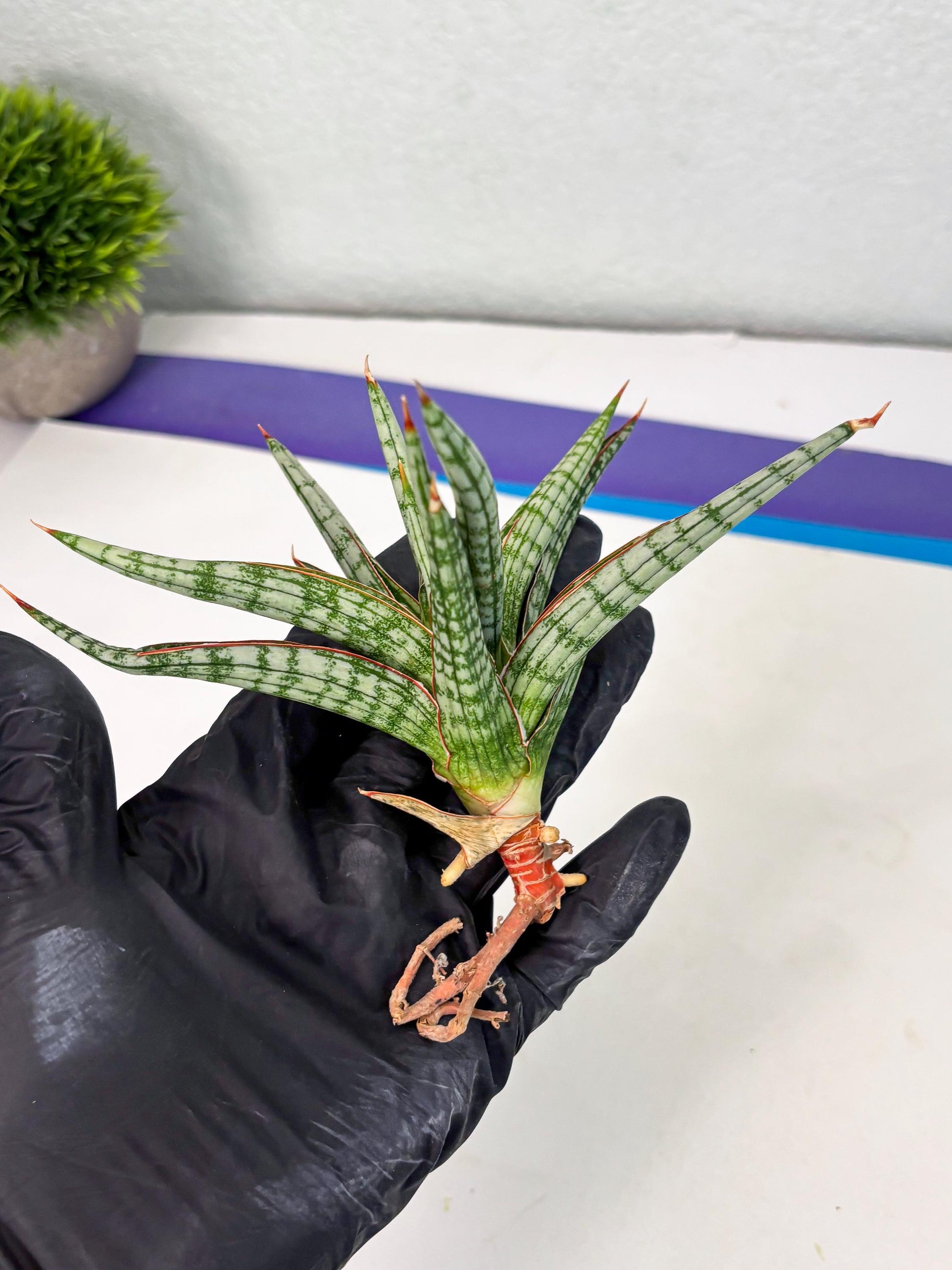 Sansevieria Mandalika (Ha1) (8) | Imported hybrids