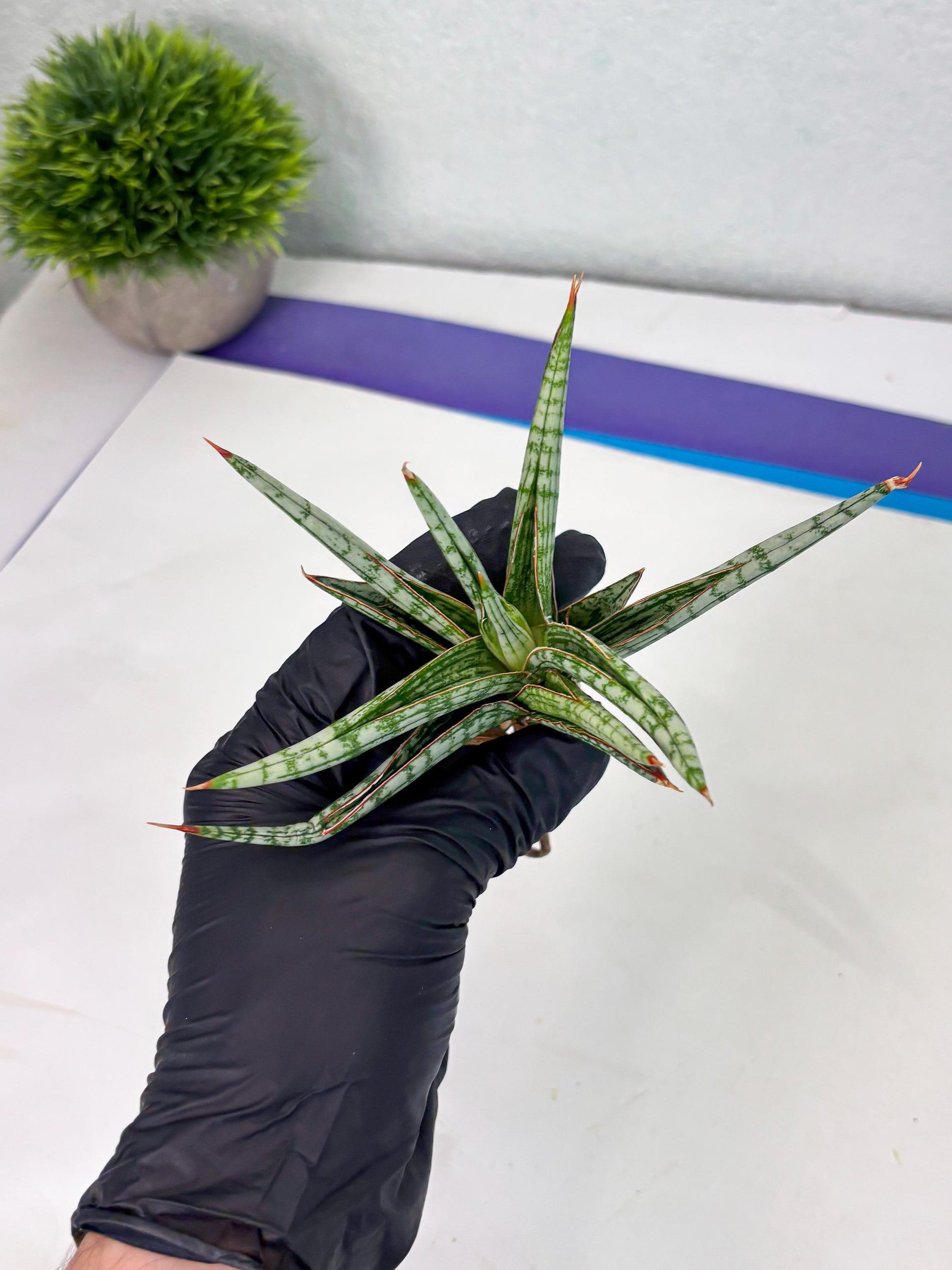Sansevieria Mandalika (Ha1) (8) | Imported hybrids