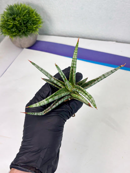 Sansevieria Mandalika (Ha1) (8) | Imported hybrids
