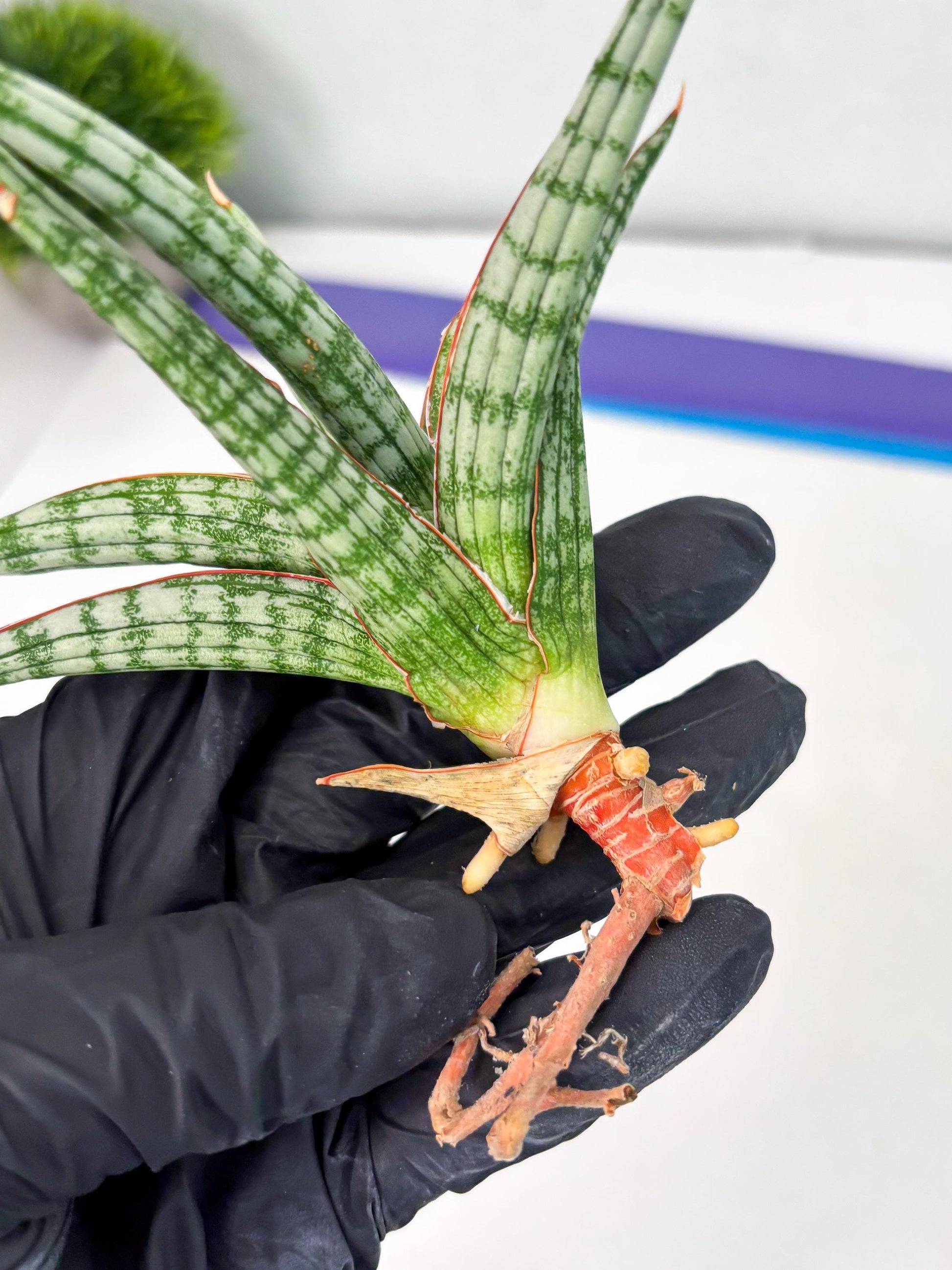 Sansevieria Mandalika (Ha1) (8) | Imported hybrids