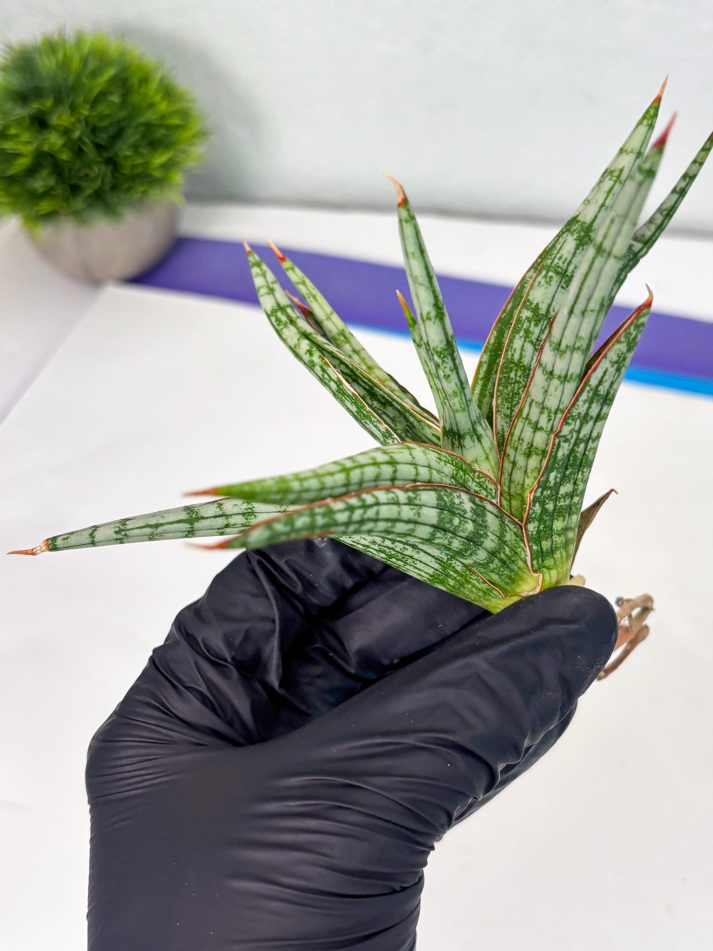 Sansevieria Mandalika (Ha1) (8) | Imported hybrids