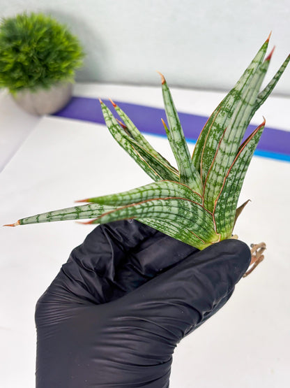 Sansevieria Mandalika (Ha1) (8) | Imported hybrids