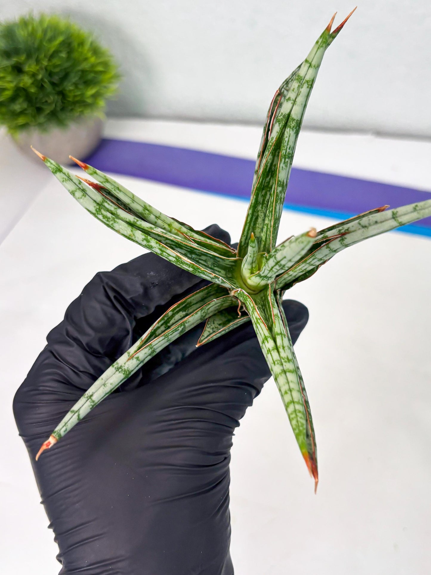 Sansevieria Mandalika (Ha1) (8) | Imported hybrids