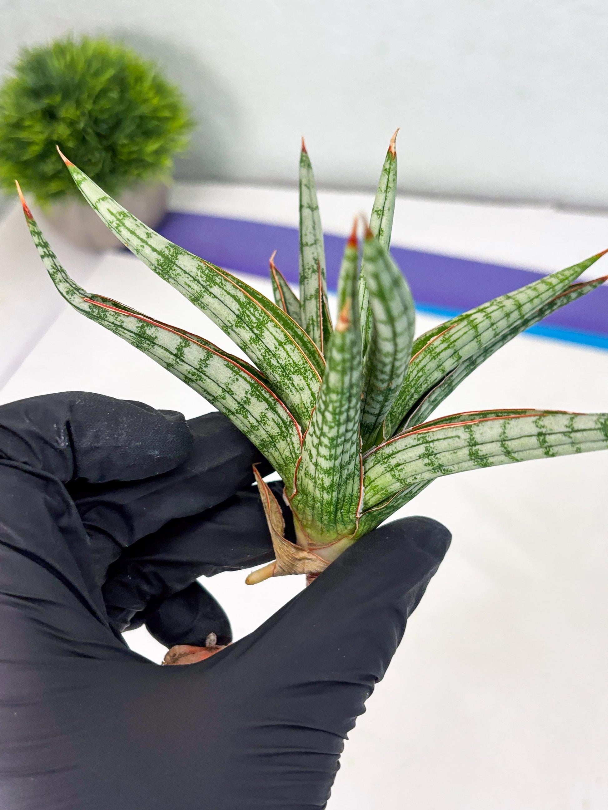 Sansevieria Mandalika (Ha1) (8) | Imported hybrids