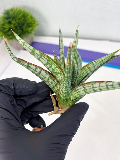 Sansevieria Mandalika (Ha1) (8) | Imported hybrids