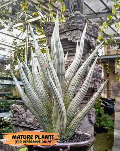 Sansevieria Mandalika (Ha1) (8) | Imported hybrids