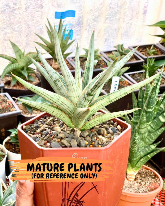 Sansevieria Mandalika (Ha1) (8) | Imported hybrids