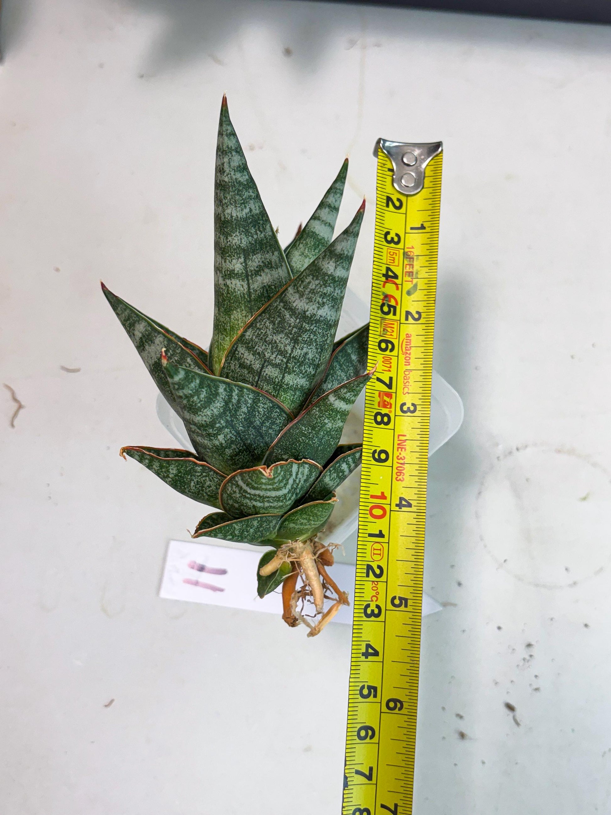 sansevieria Zelora (Ha1) (11) | Imported hybrids