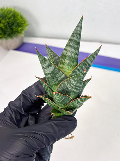 sansevieria Zelora (Ha1) (11) | Imported hybrids