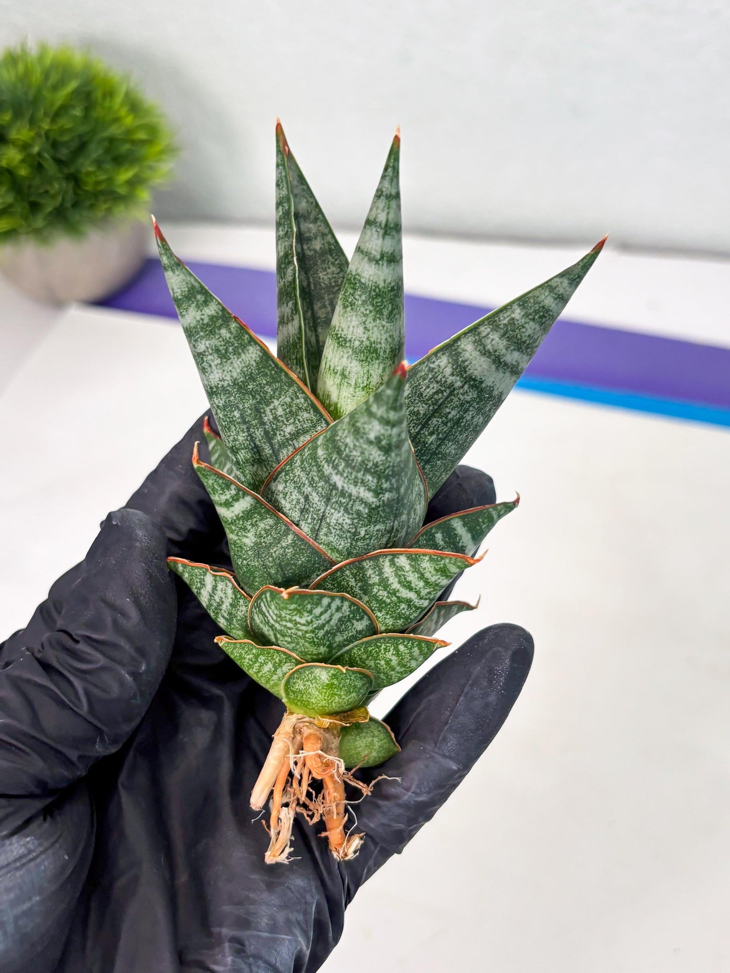 sansevieria Zelora (Ha1) (11) | Imported hybrids