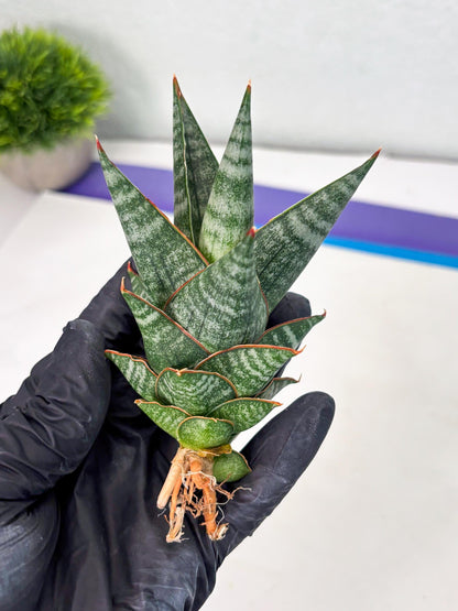 sansevieria Zelora (Ha1) (11) | Imported hybrids