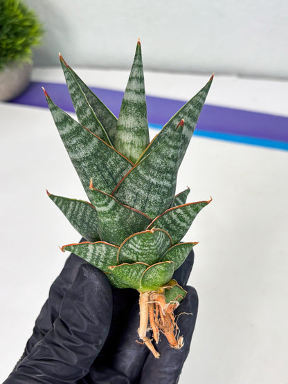 sansevieria Zelora (Ha1) (11) | Imported hybrids