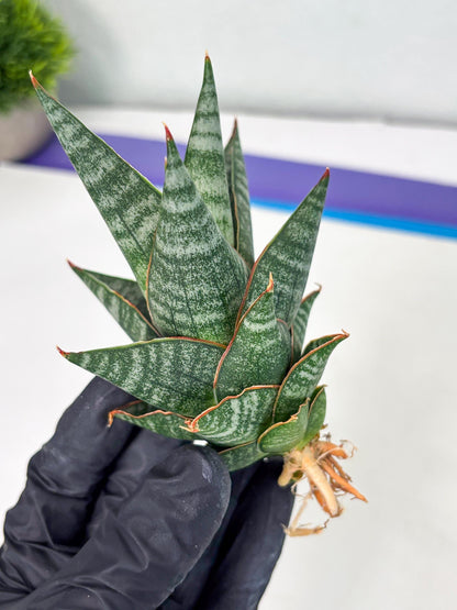 sansevieria Zelora (Ha1) (11) | Imported hybrids
