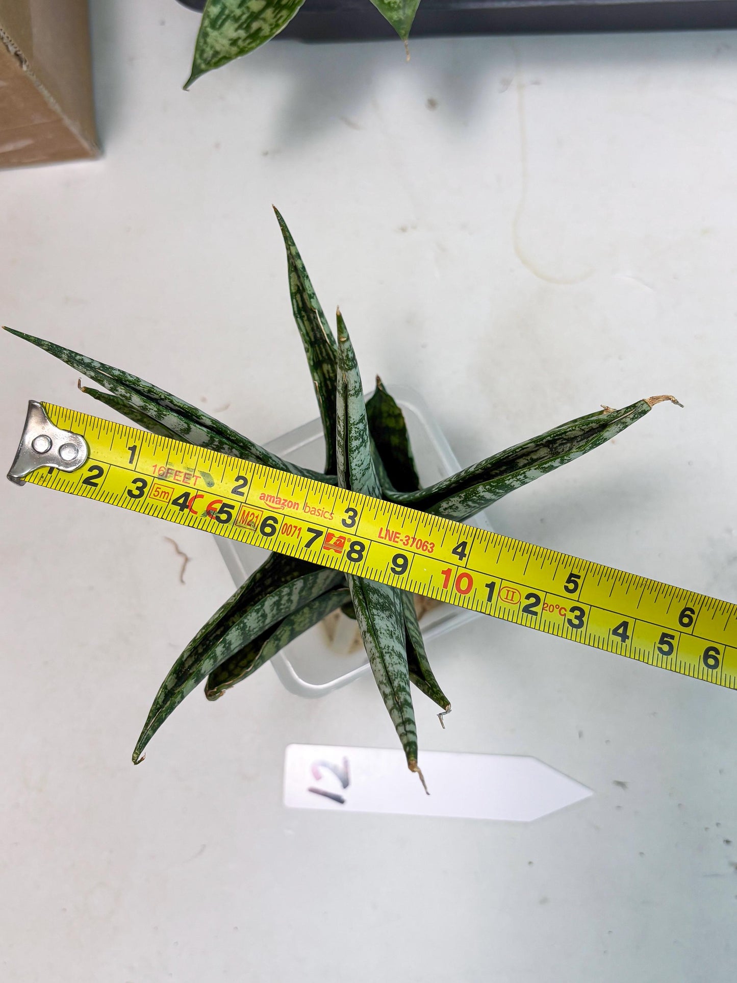 Sansevieria Mosar (Ha1) (12) | Imported hybrids