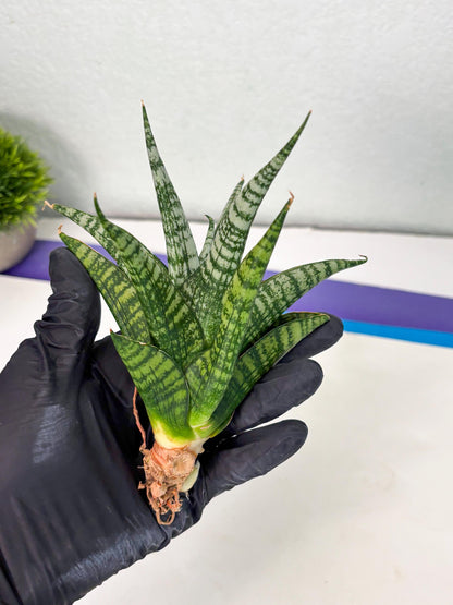 Sansevieria Mosar (Ha1) (12) | Imported hybrids