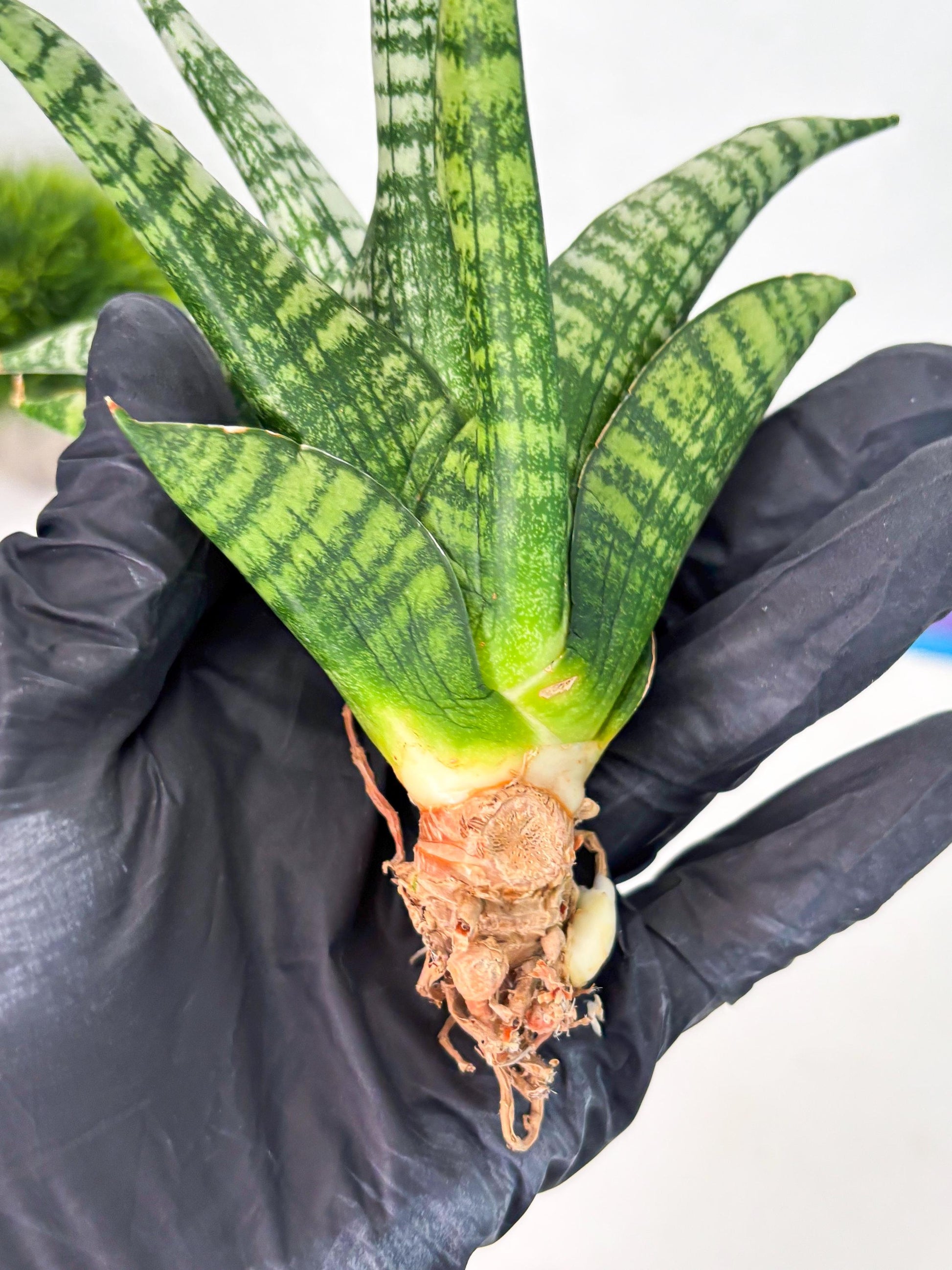 Sansevieria Mosar (Ha1) (12) | Imported hybrids