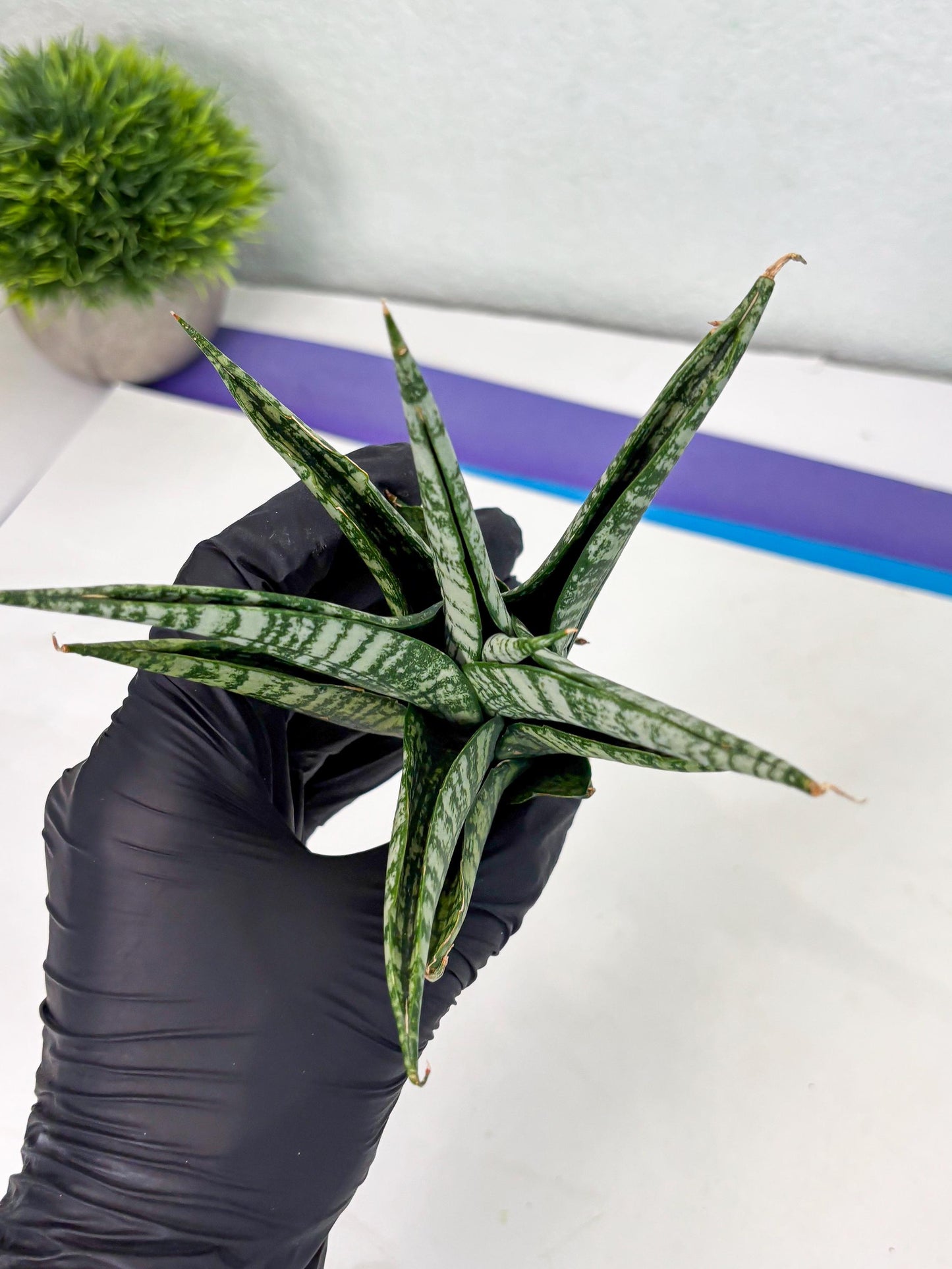 Sansevieria Mosar (Ha1) (12) | Imported hybrids