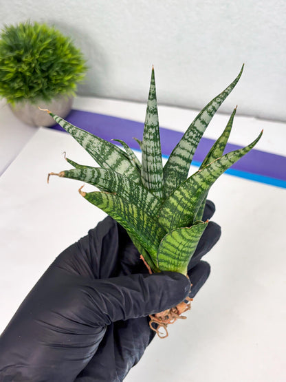 Sansevieria Mosar (Ha1) (12) | Imported hybrids