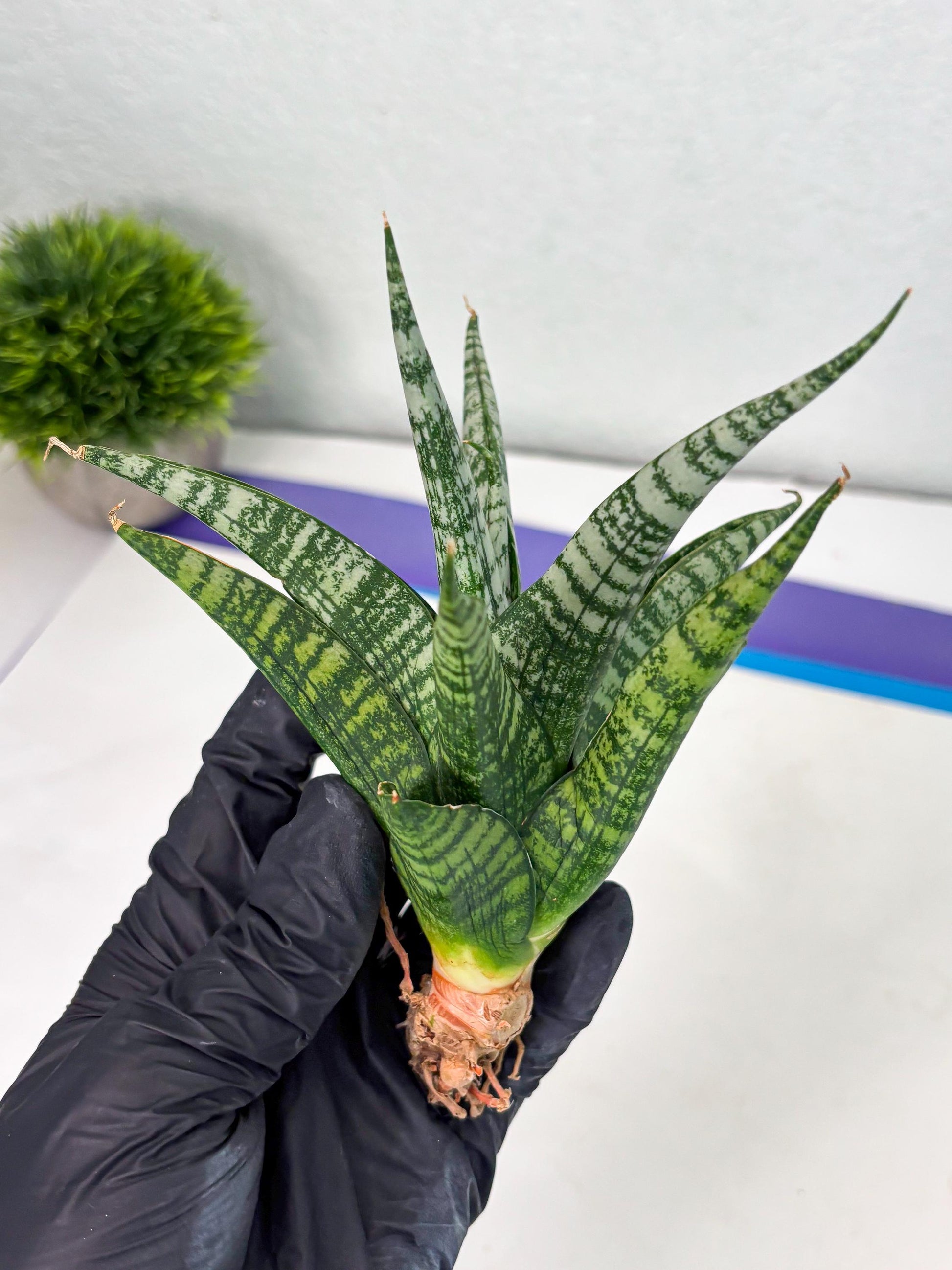 Sansevieria Mosar (Ha1) (12) | Imported hybrids