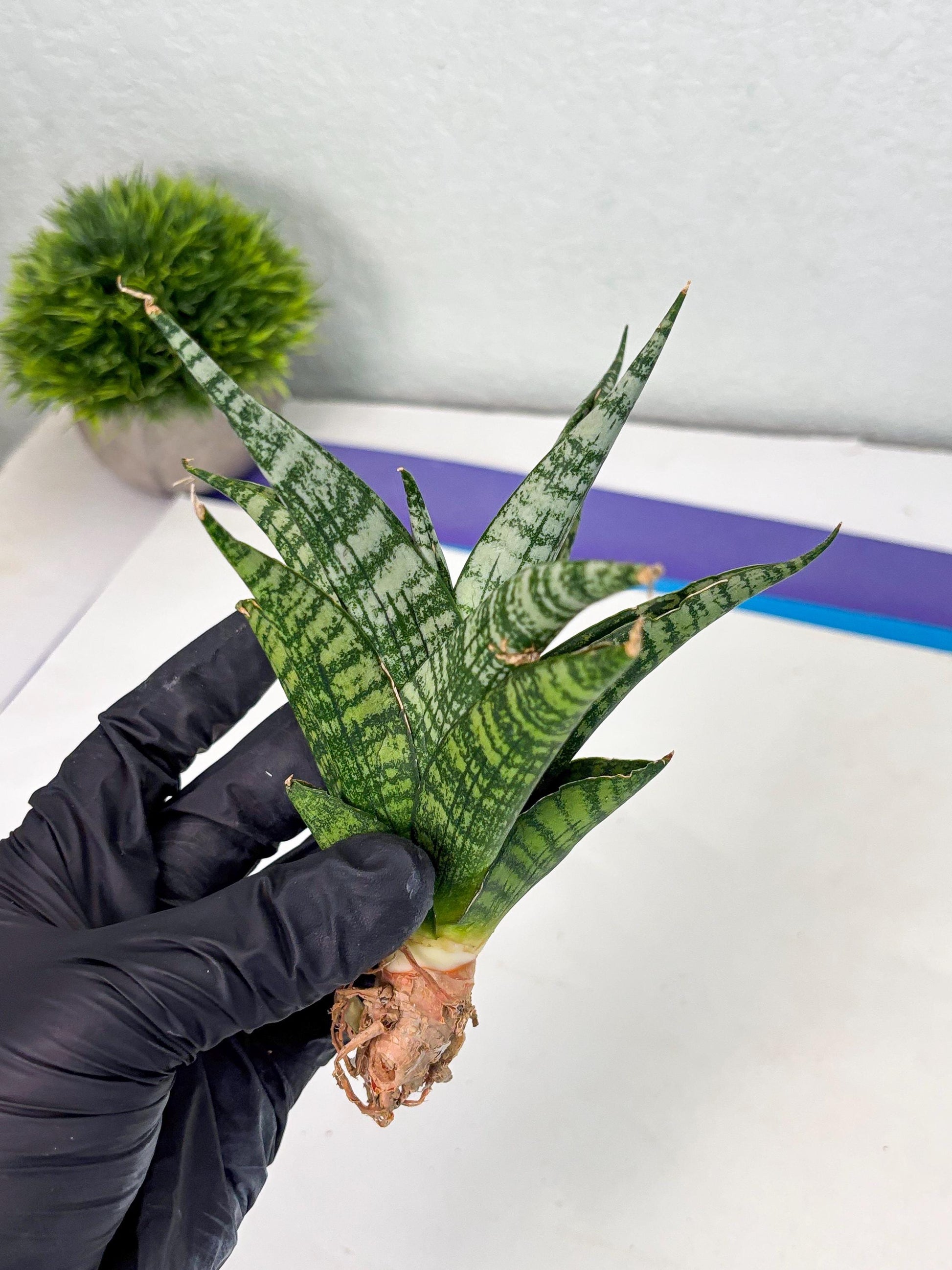 Sansevieria Mosar (Ha1) (12) | Imported hybrids