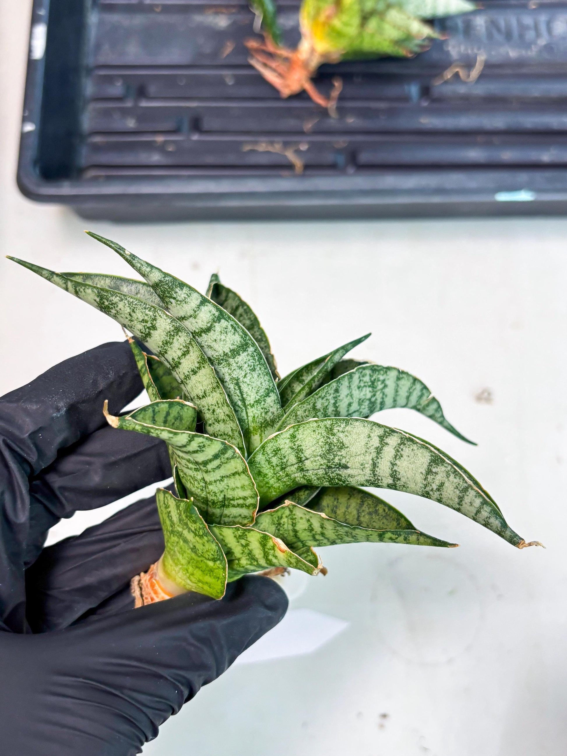 Sansevieria Rubicon (Ha1) (15) | Imported hybrids