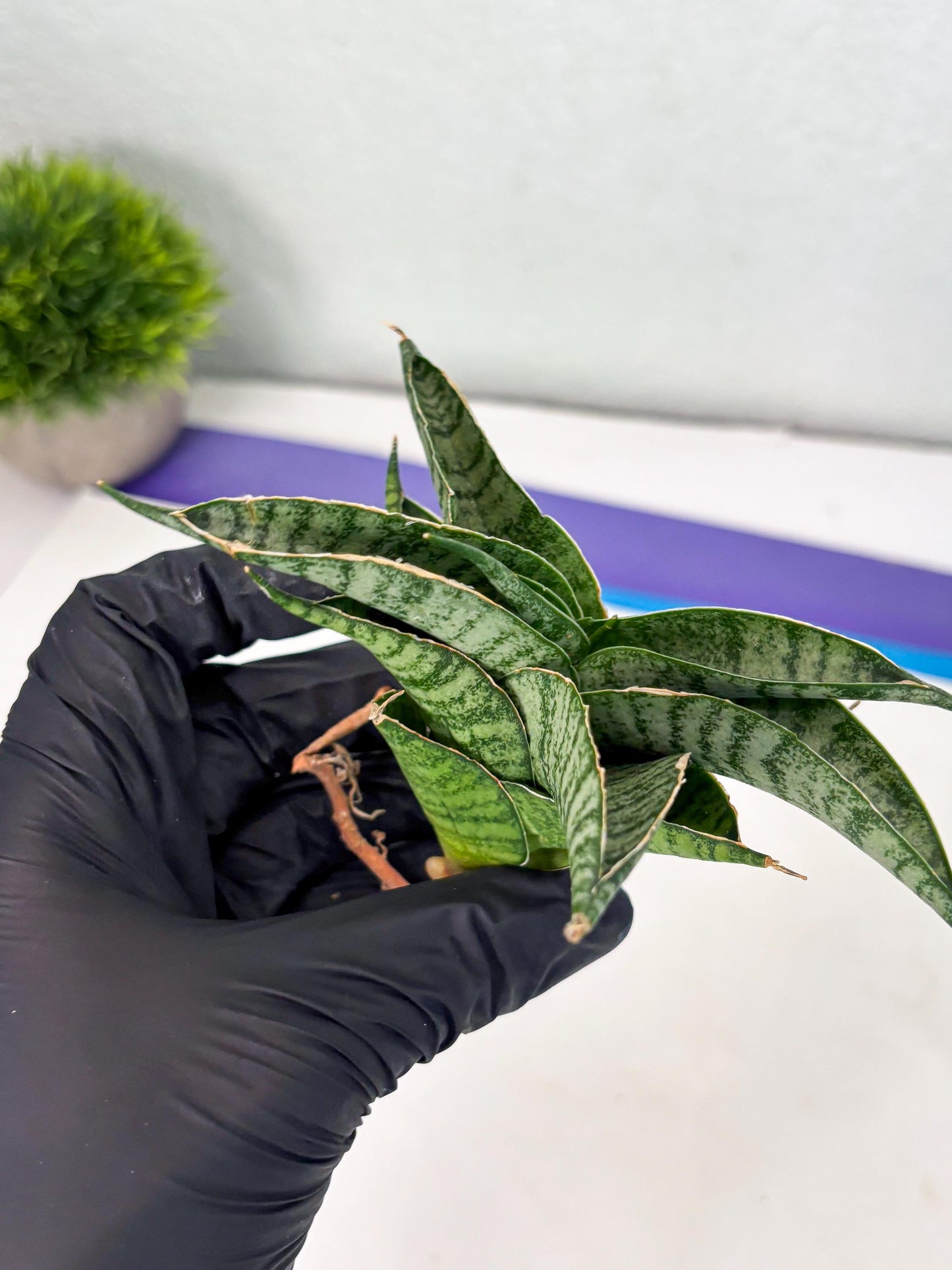 Sansevieria Rubicon (Ha1) (15) | Imported hybrids