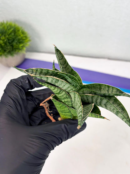 Sansevieria Rubicon (Ha1) (15) | Imported hybrids