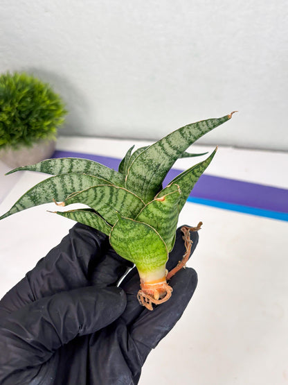 Sansevieria Rubicon (Ha1) (15) | Imported hybrids