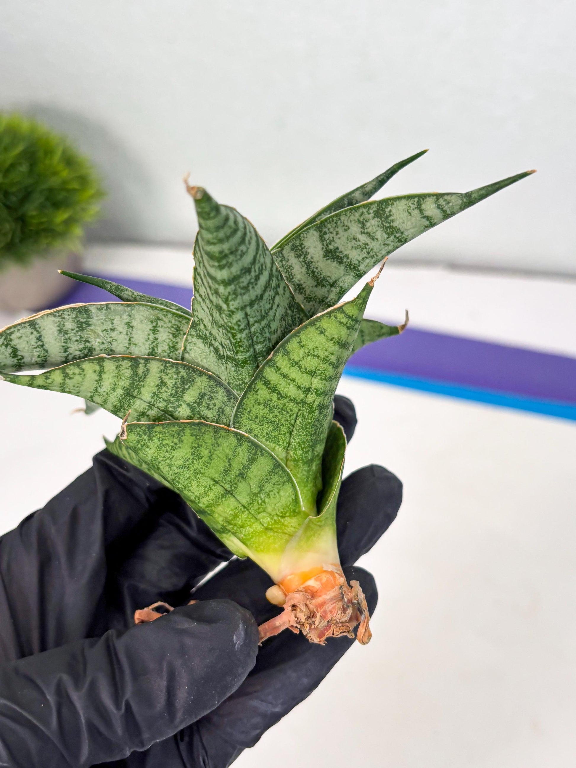 Sansevieria Rubicon (Ha1) (15) | Imported hybrids