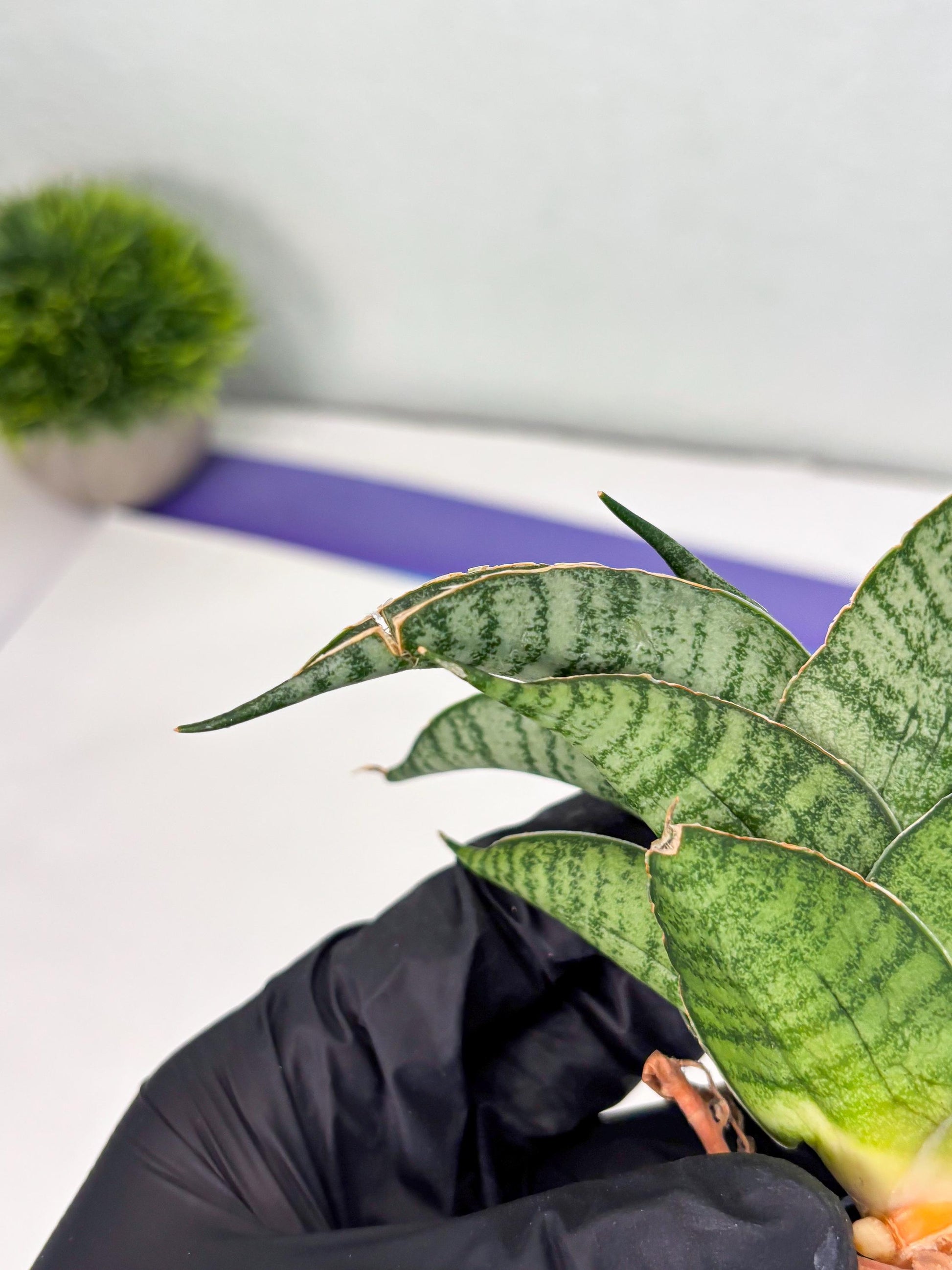 Sansevieria Rubicon (Ha1) (15) | Imported hybrids