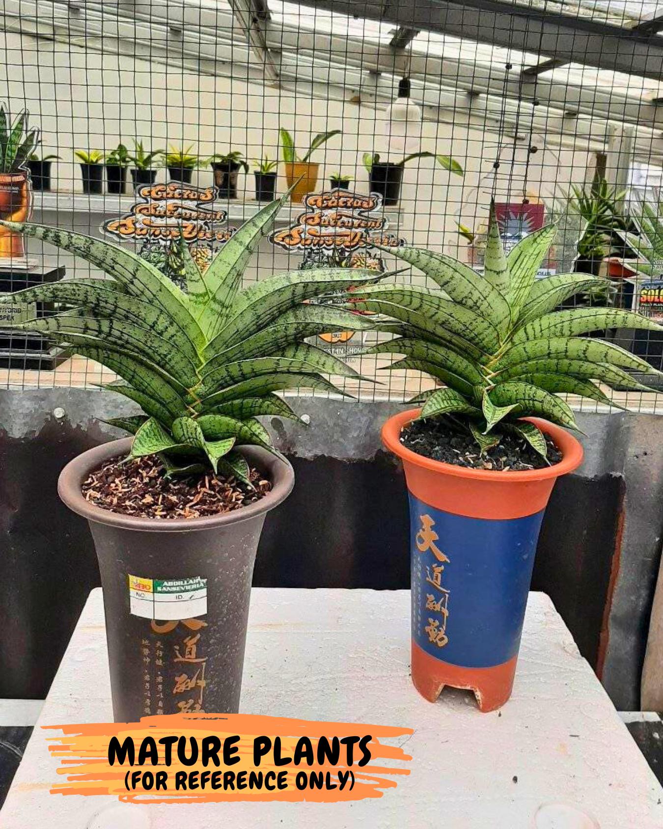 Sansevieria Rubicon (Ha1) (15) | Imported hybrids