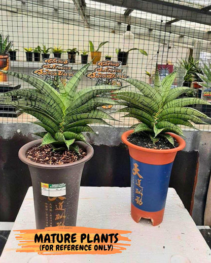 Sansevieria Rubicon (Ha1) (15) | Imported hybrids