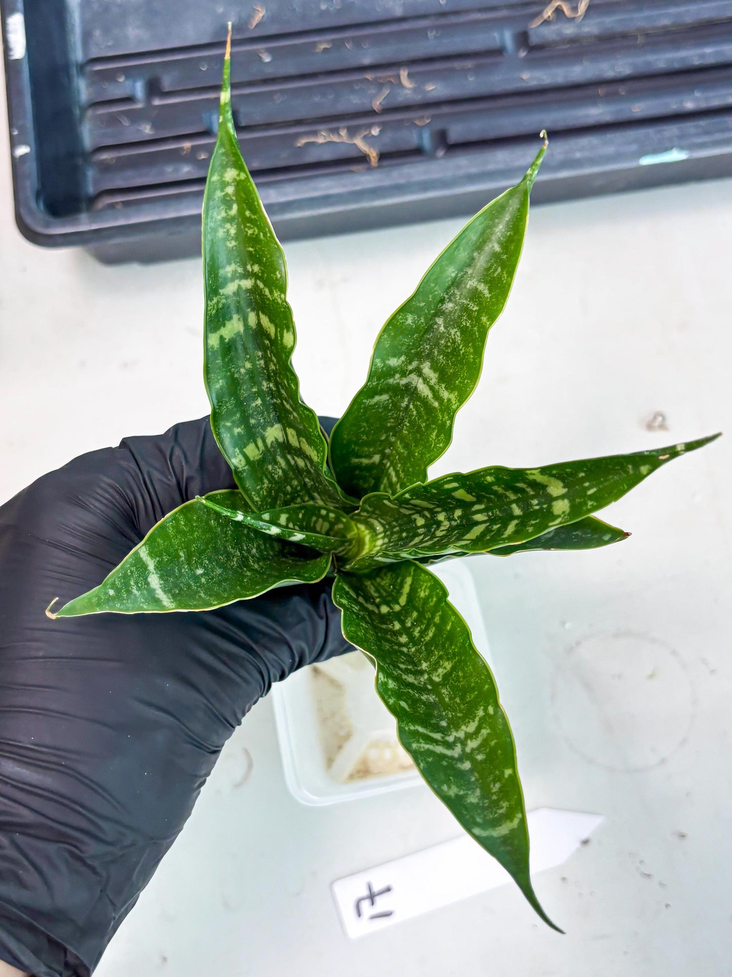 Sansevieria Karaden (Ha1) (17) | Imported hybrids