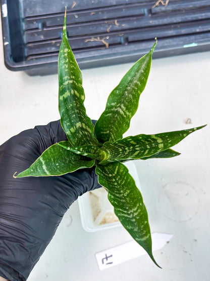 Sansevieria Karaden (Ha1) (17) | Imported hybrids