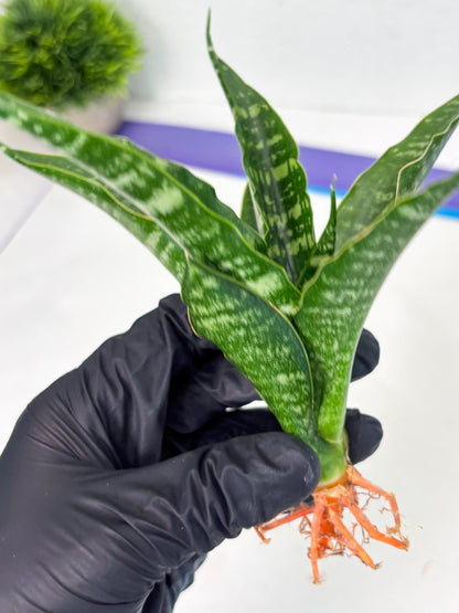 Sansevieria Karaden (Ha1) (17) | Imported hybrids