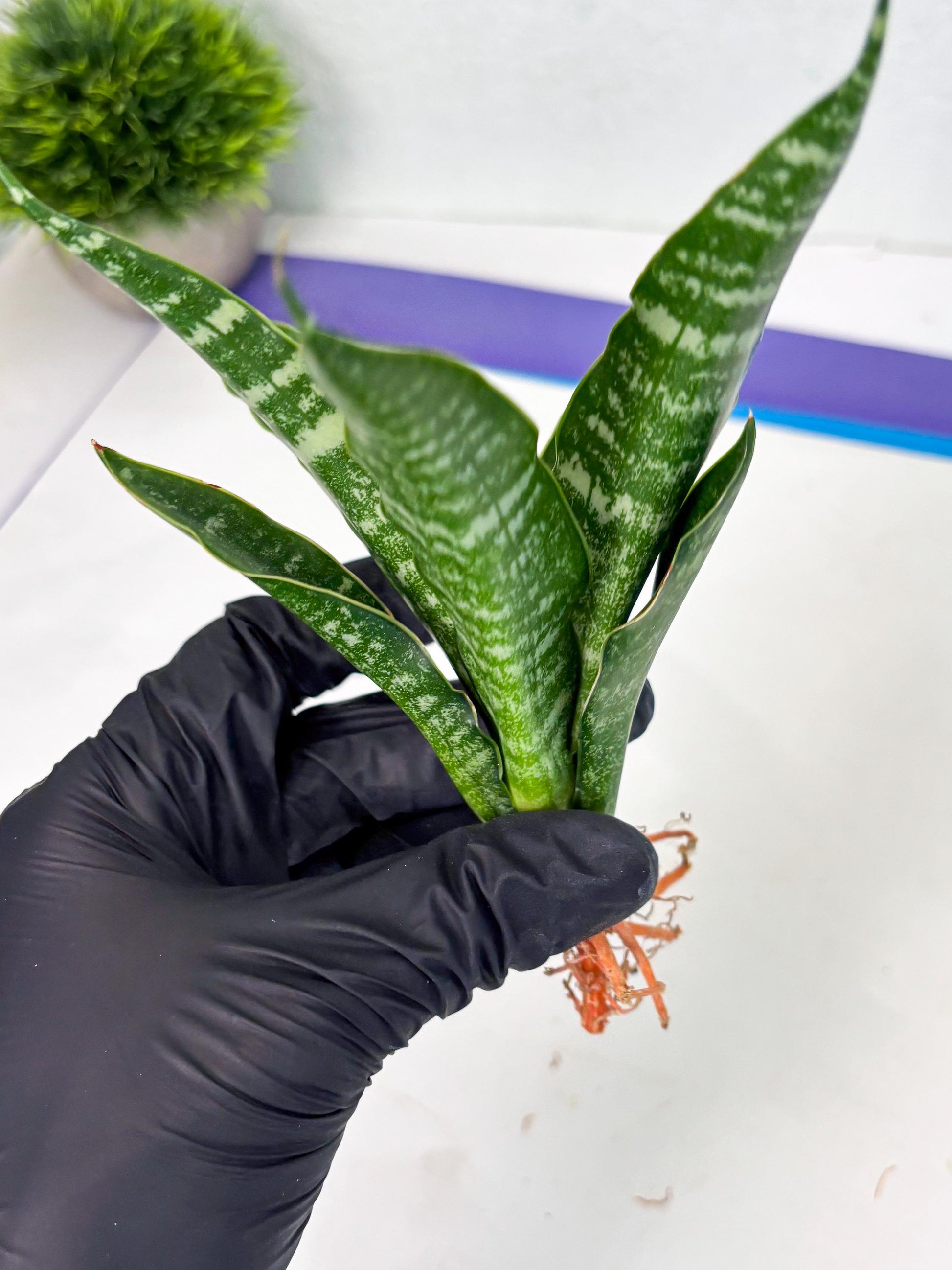 Sansevieria Karaden (Ha1) (17) | Imported hybrids