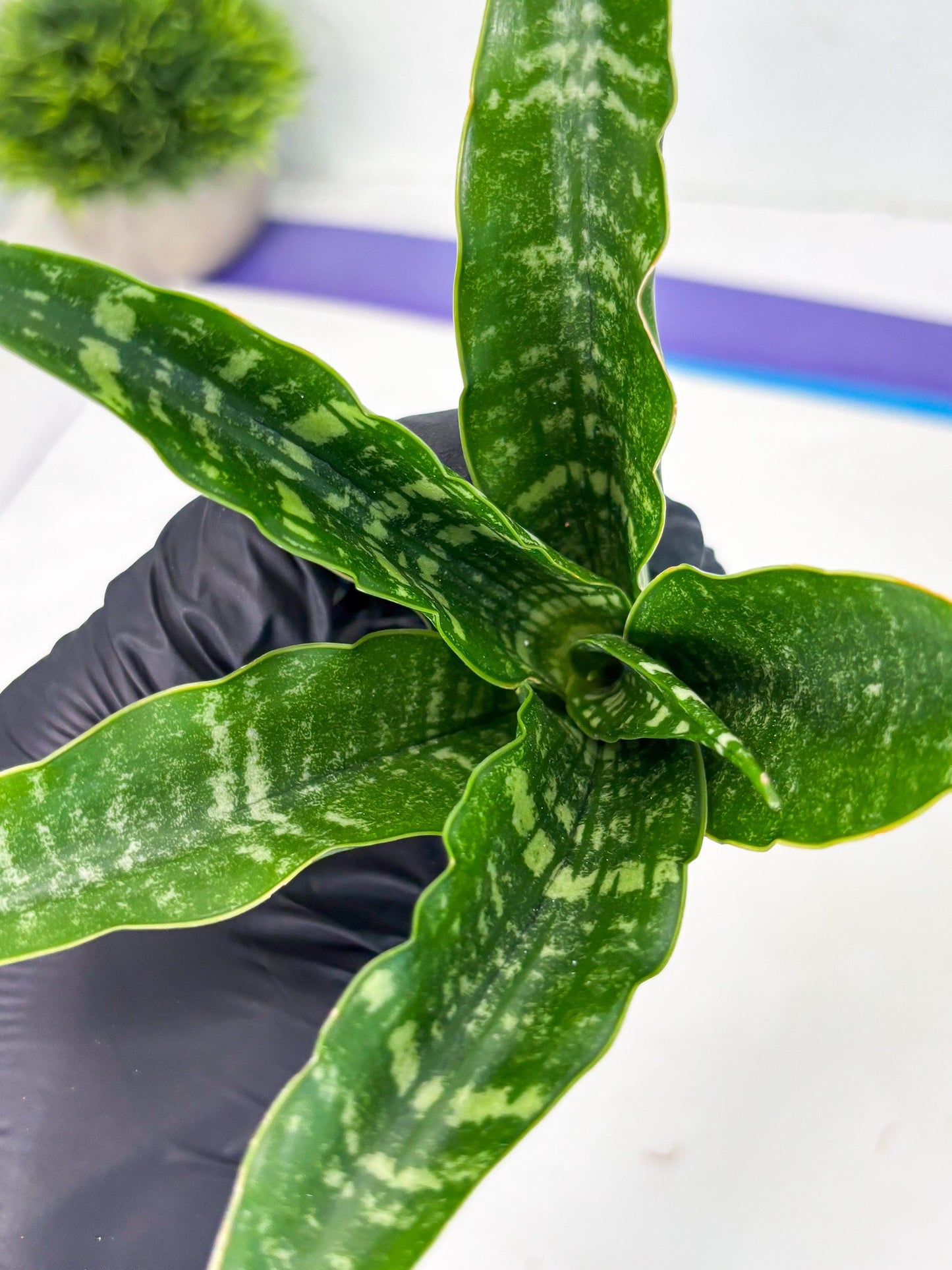 Sansevieria Karaden (Ha1) (17) | Imported hybrids