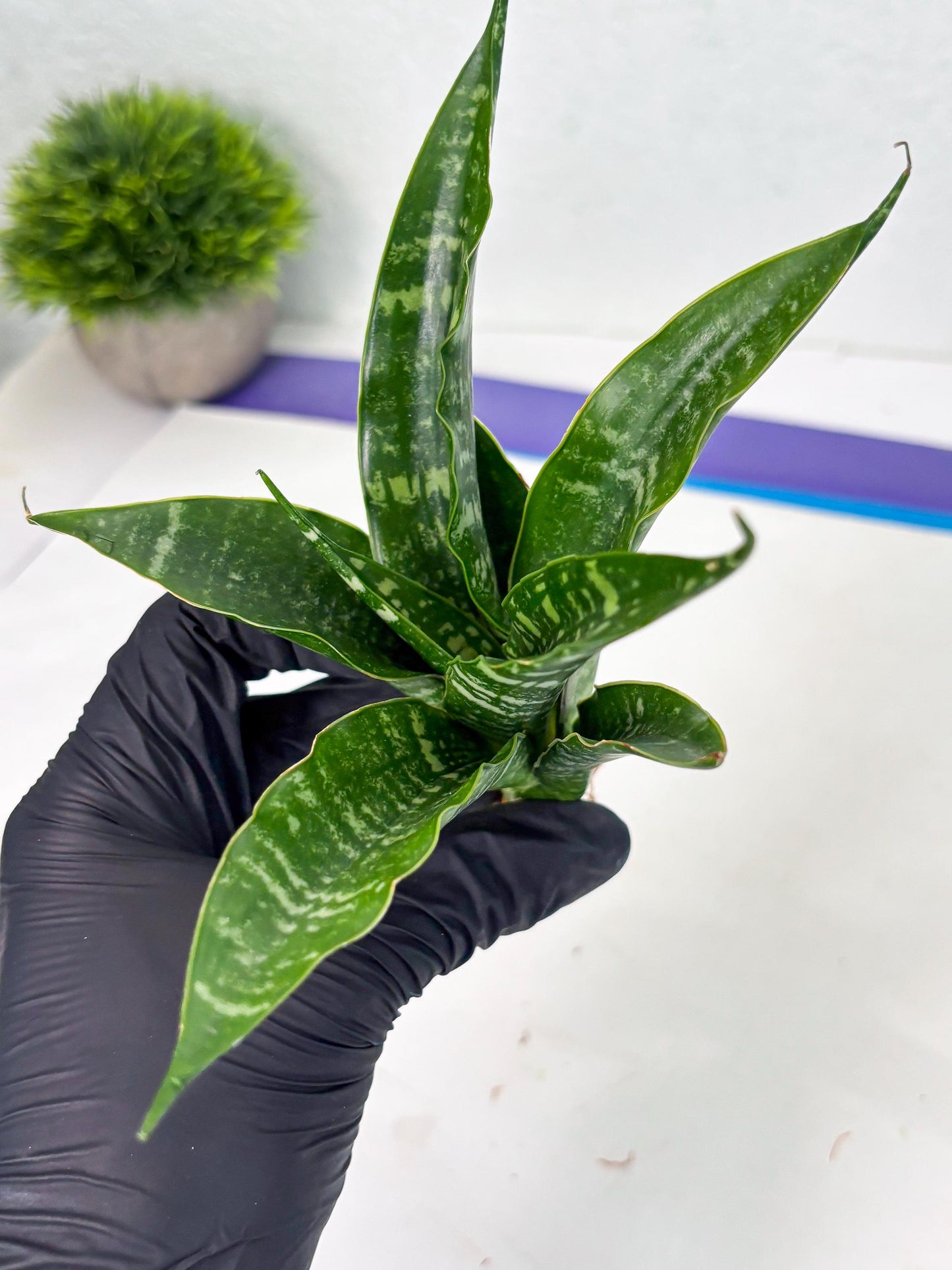 Sansevieria Karaden (Ha1) (17) | Imported hybrids