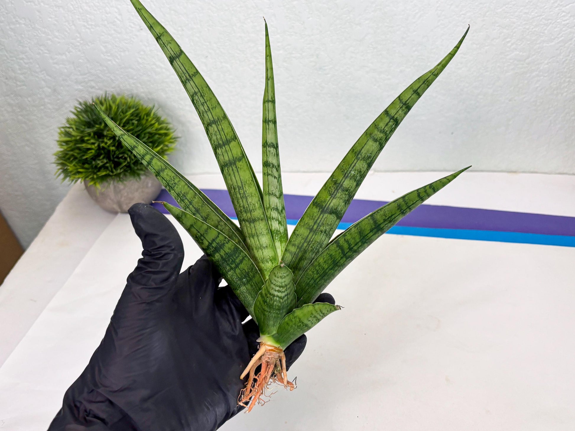 Sansevieria Riyad x Marsha (Ha2) (0) | Rare hybrid Snake Plant