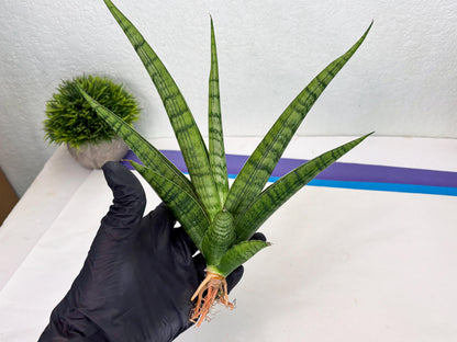 Sansevieria Riyad x Marsha (Ha2) (0) | Rare hybrid Snake Plant