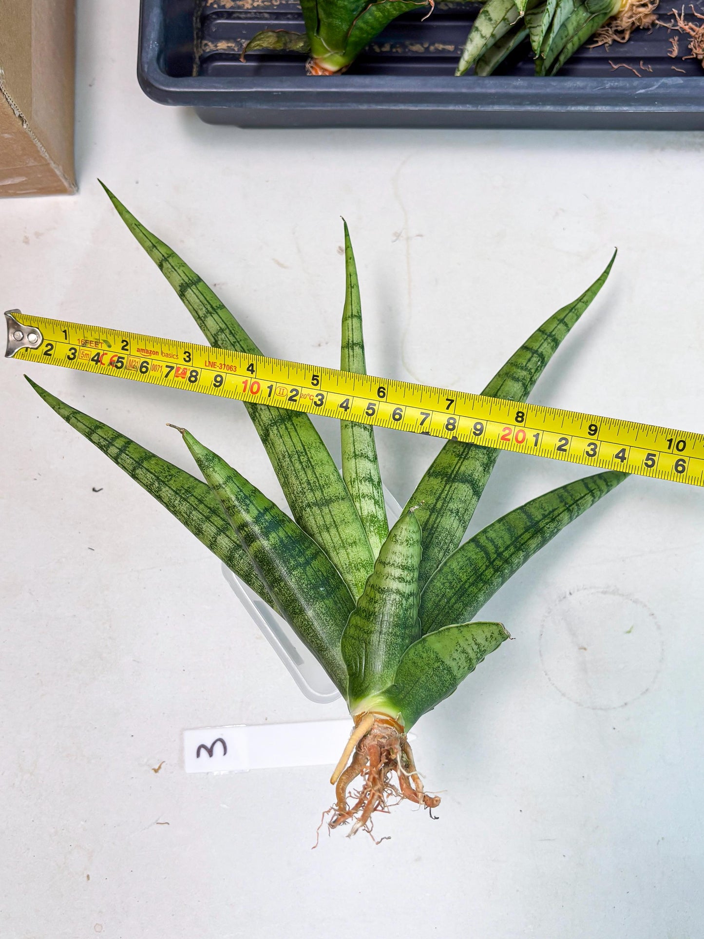 Sansevieria Riyad x Marsha (Ha2) (0) | Rare hybrid Snake Plant