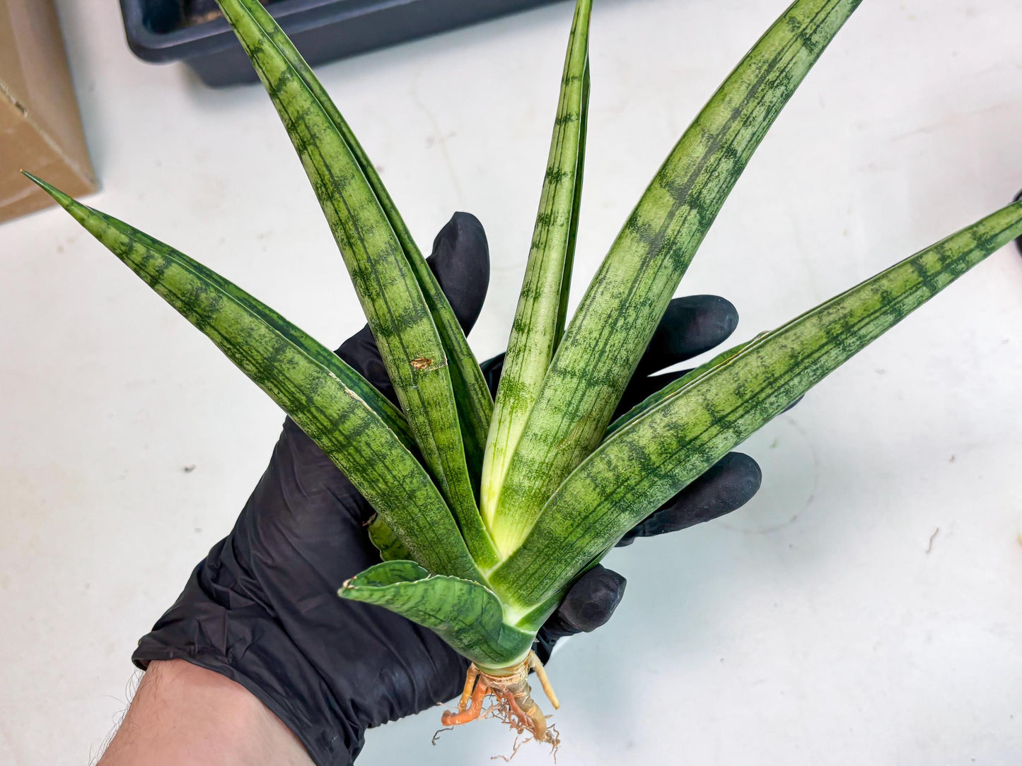 Sansevieria Riyad x Marsha (Ha2) (0) | Rare hybrid Snake Plant