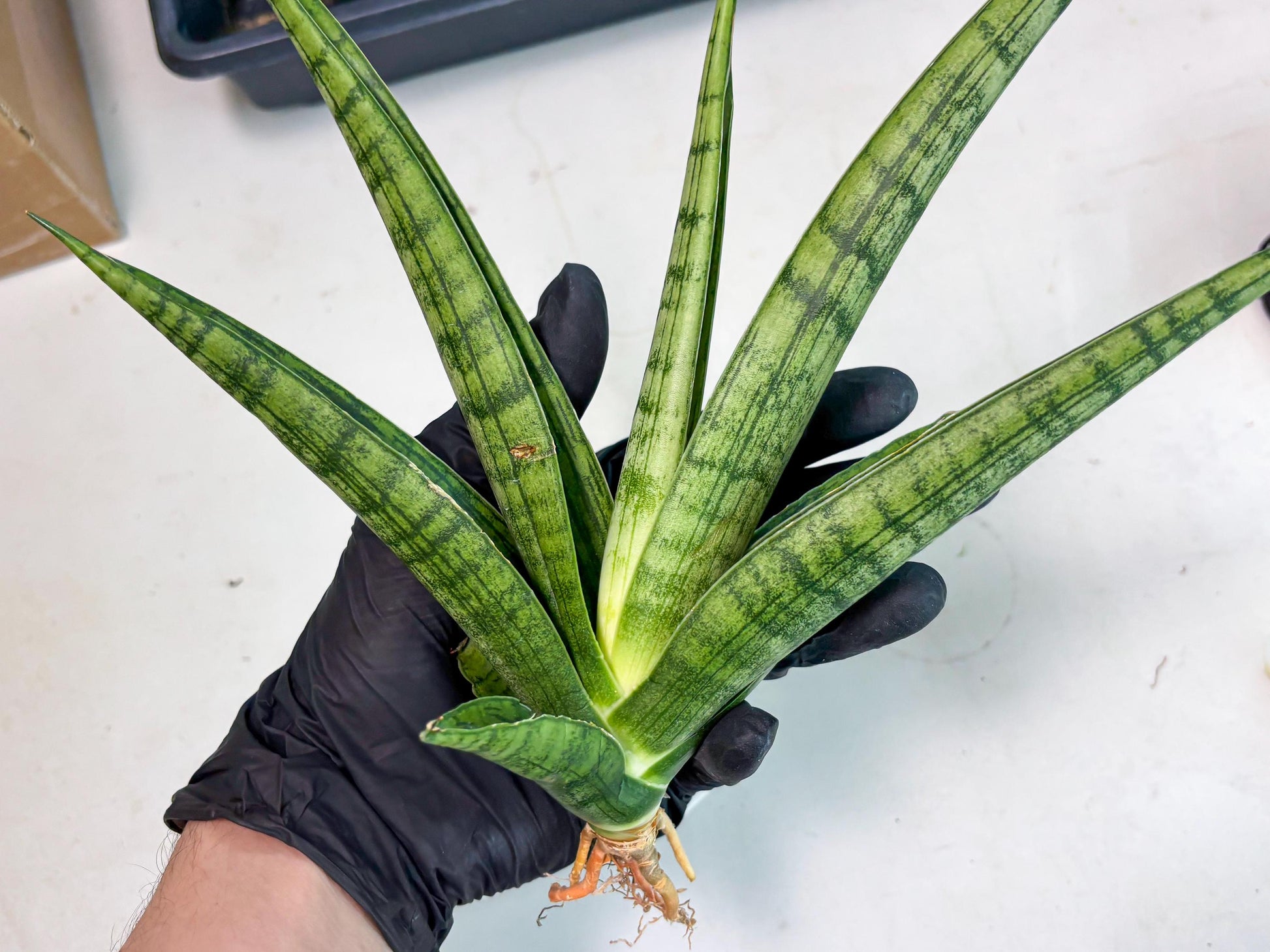 Sansevieria Riyad x Marsha (Ha2) (0) | Rare hybrid Snake Plant
