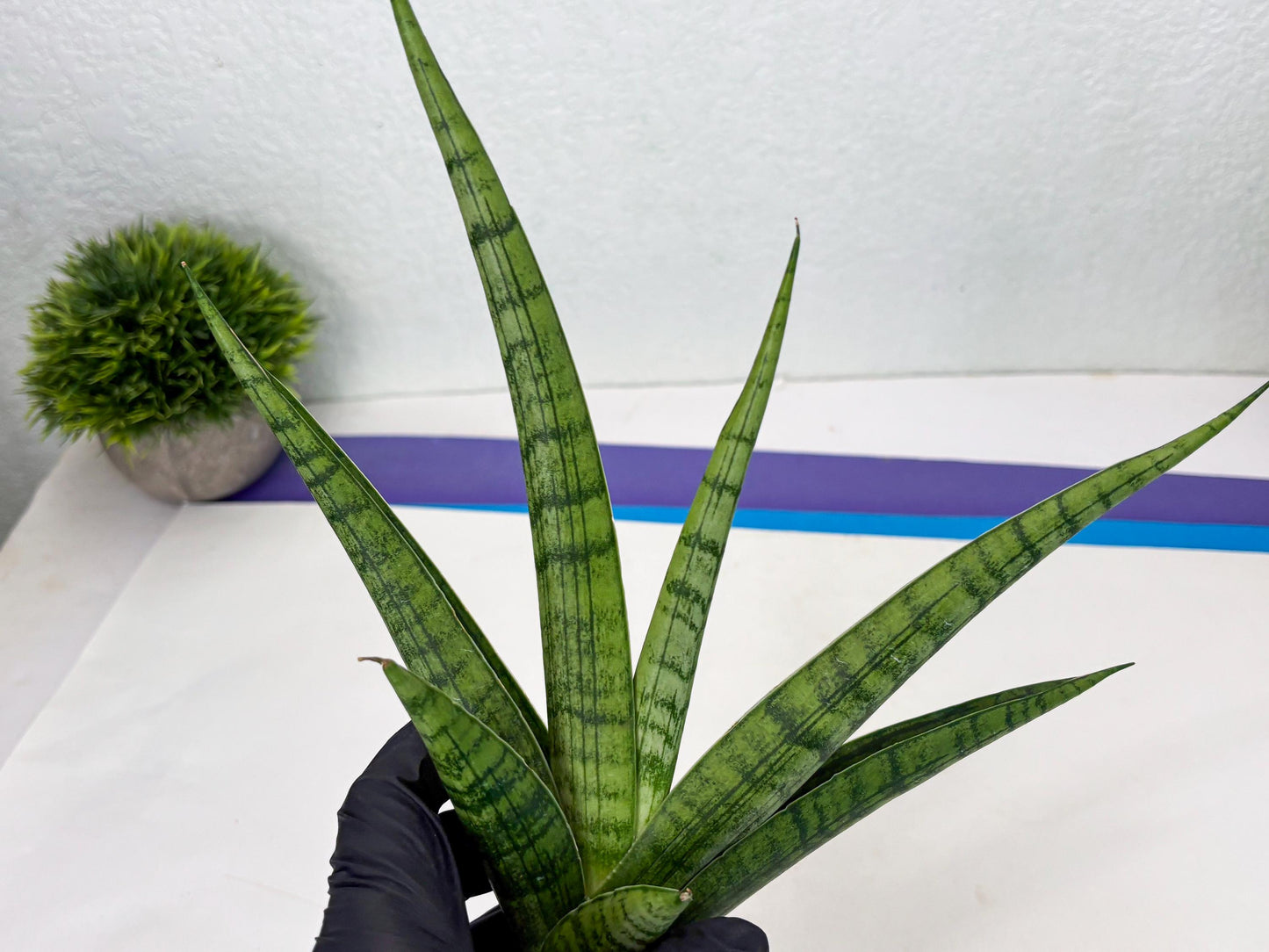 Sansevieria Riyad x Marsha (Ha2) (0) | Rare hybrid Snake Plant