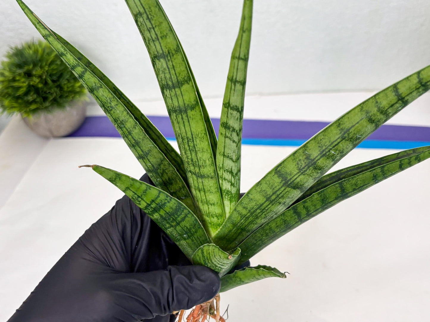 Sansevieria Riyad x Marsha (Ha2) (0) | Rare hybrid Snake Plant
